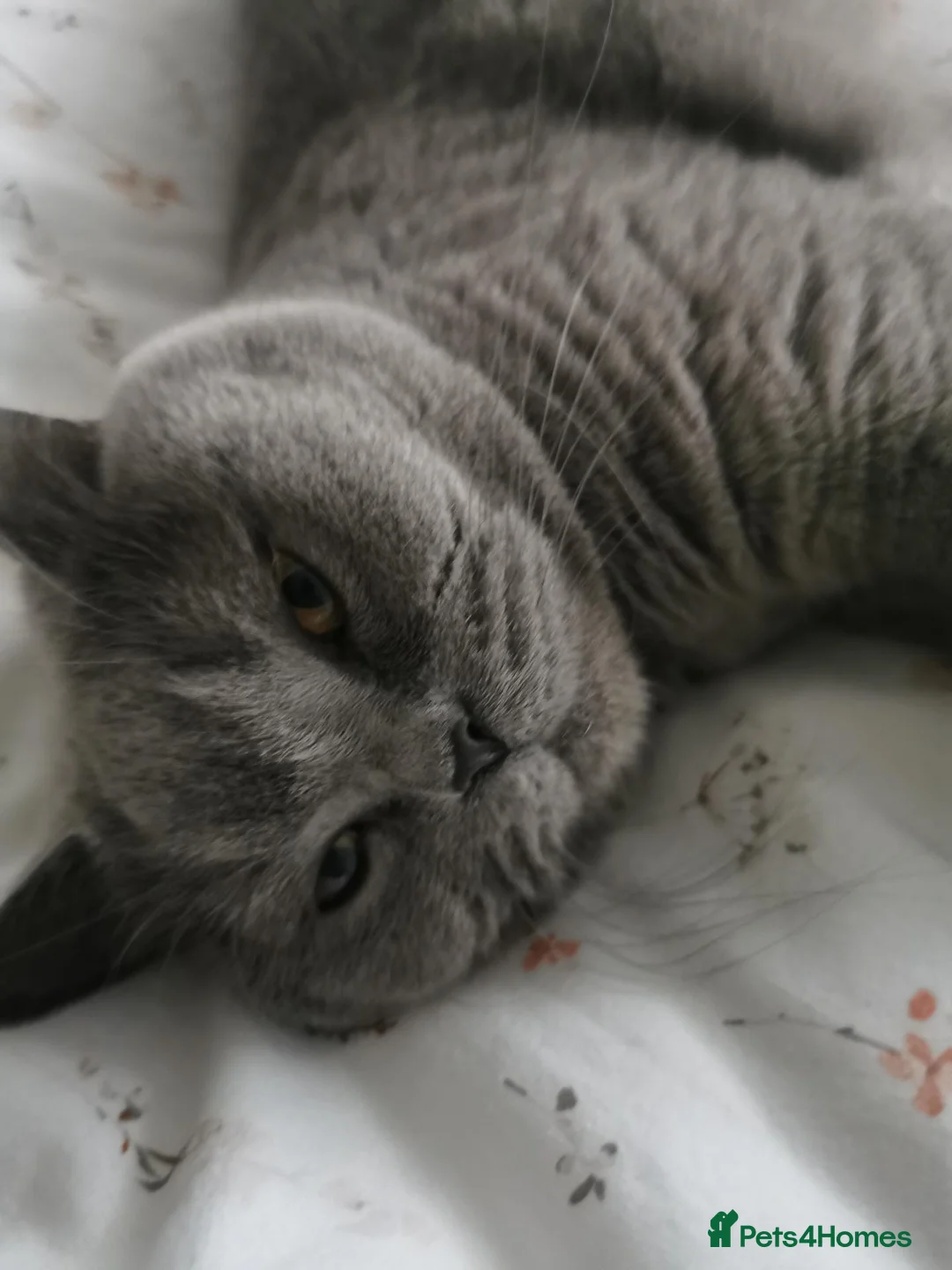British Longhair cats for sale: Dior  in Peterborough - Advert 1
