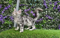 Maine Coon cats for sale: Russian bloodline Maine Coon Kittens 20+Gen! 🏆 - Image 21