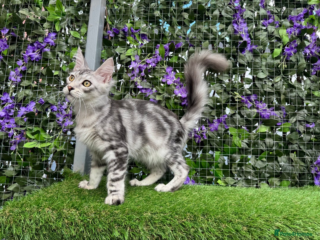 Maine Coon cats for sale: Russian bloodline Maine Coon Kittens 20+Gen! 🏆 - Image 21