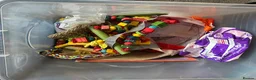 Parrots birds for sale: Make Kakariki  in Stowmarket - Advert 8