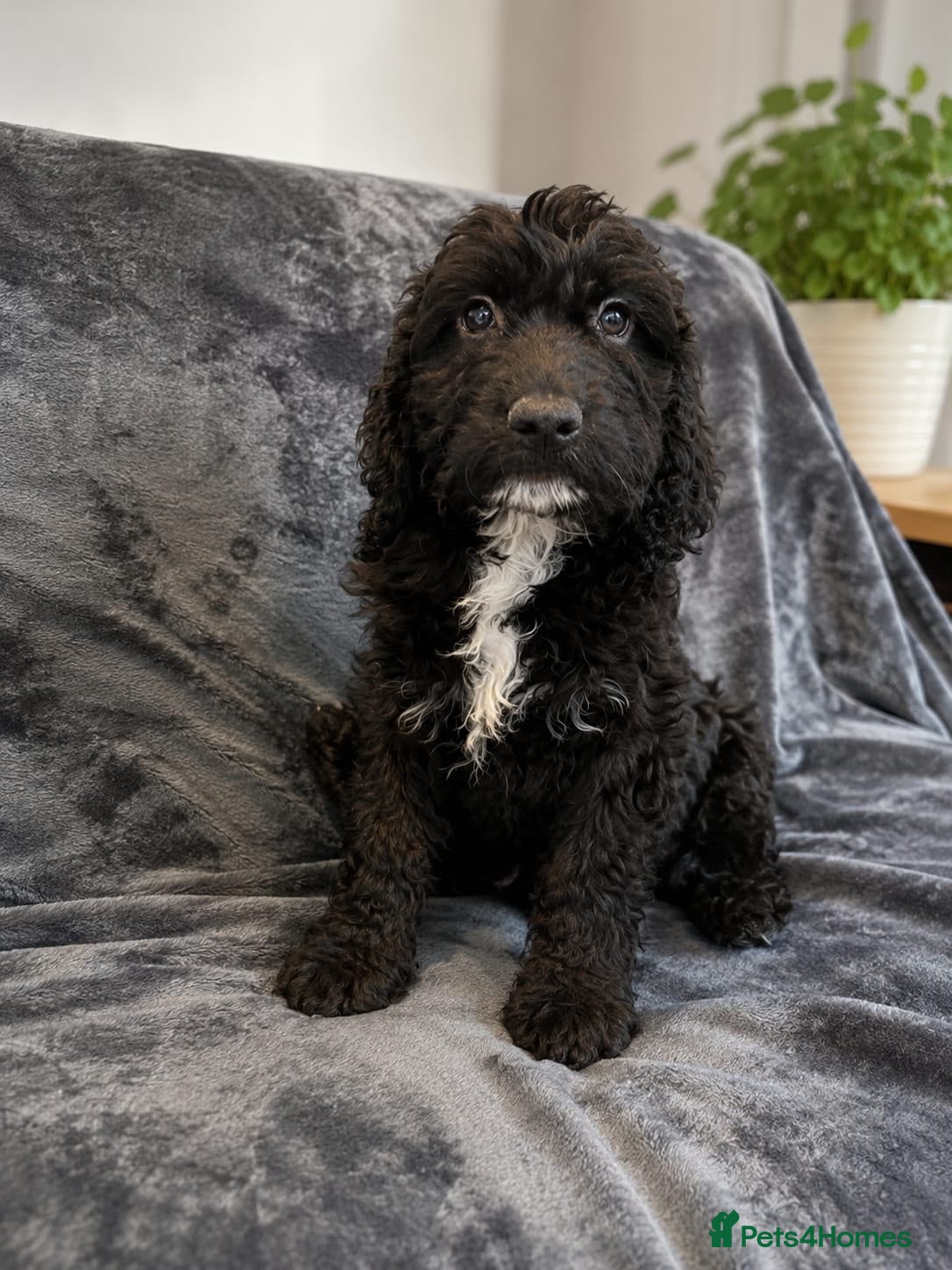 Cockapoo dogs Cockapoo Last Girl Fully Vaccinated Ready Now - Advert 17