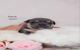 Olde English Bulldogge dogs for sale: Olde english bulldog  - Image 7