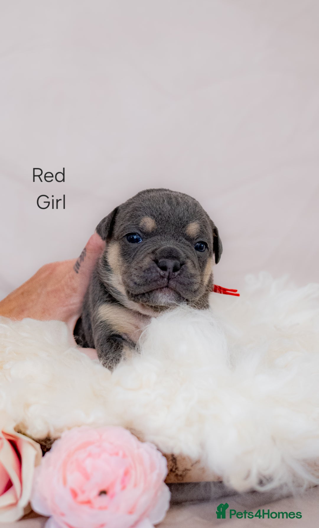 Olde English Bulldogge dogs for sale: Olde english bulldog  - Image 7