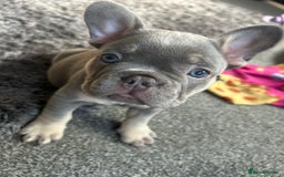 French Bulldog dogs for sale: *READY TO LEAVE* stunning lilac/tan girl frenchie - Image 16
