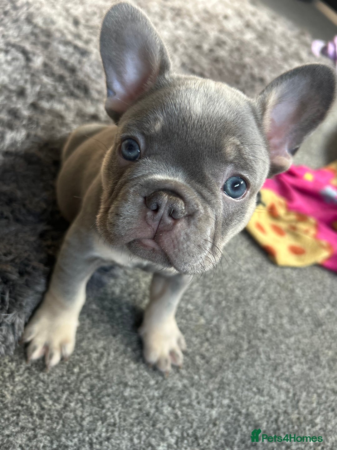 French Bulldog dogs for sale: *READY TO LEAVE* stunning lilac/tan girl frenchie - Image 16