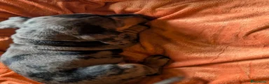 Dachshund Puppy 3
