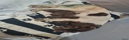 Sprocker dogs for sale: Sprocker Puppies for sale girls and boys - Advert 10