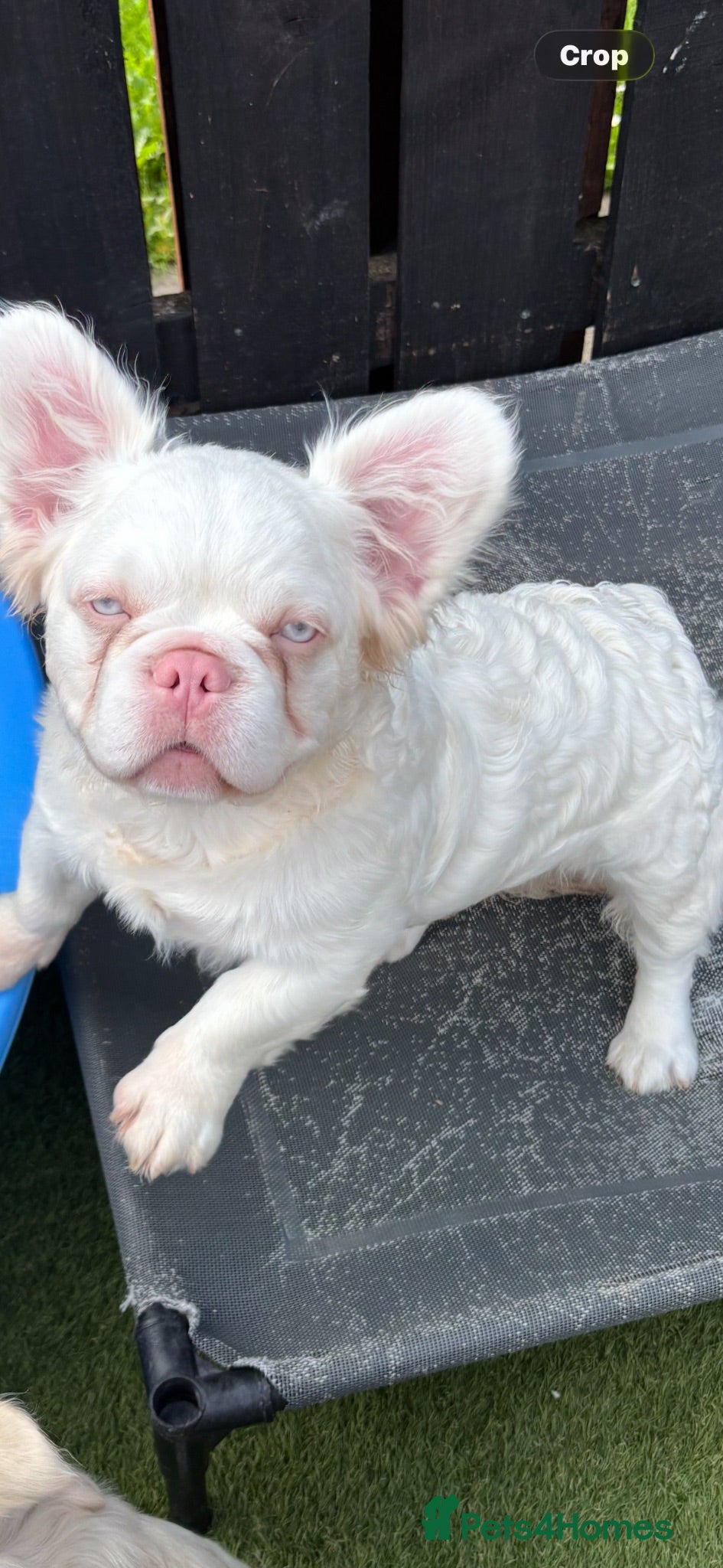 French Bulldog dogs Fluffy pink French bulldogs - Advert 1