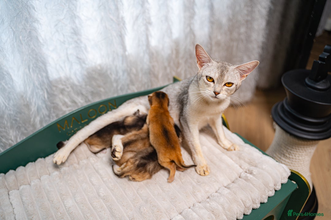 Abyssinian cats for sale: Silver Black Abyssinians-Champion TICA pedigree - Image 19