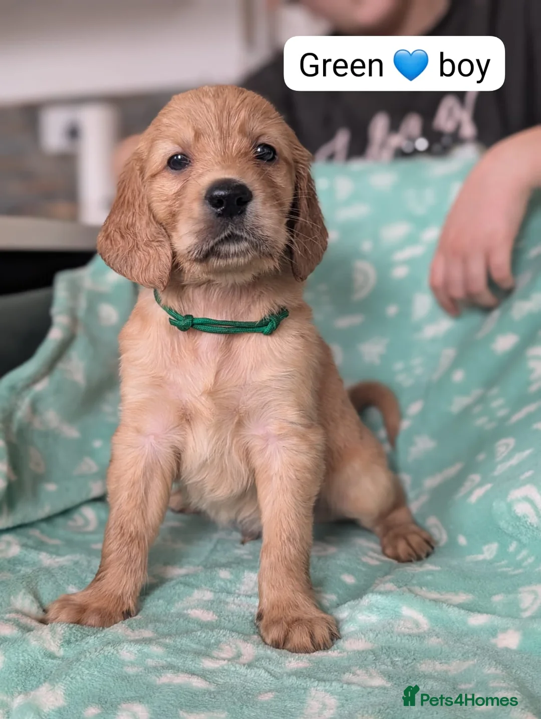 Mixed Breed dogs for sale: Golden Retriever x Irish Setter puppies!! SO CUTE! - Advert 9