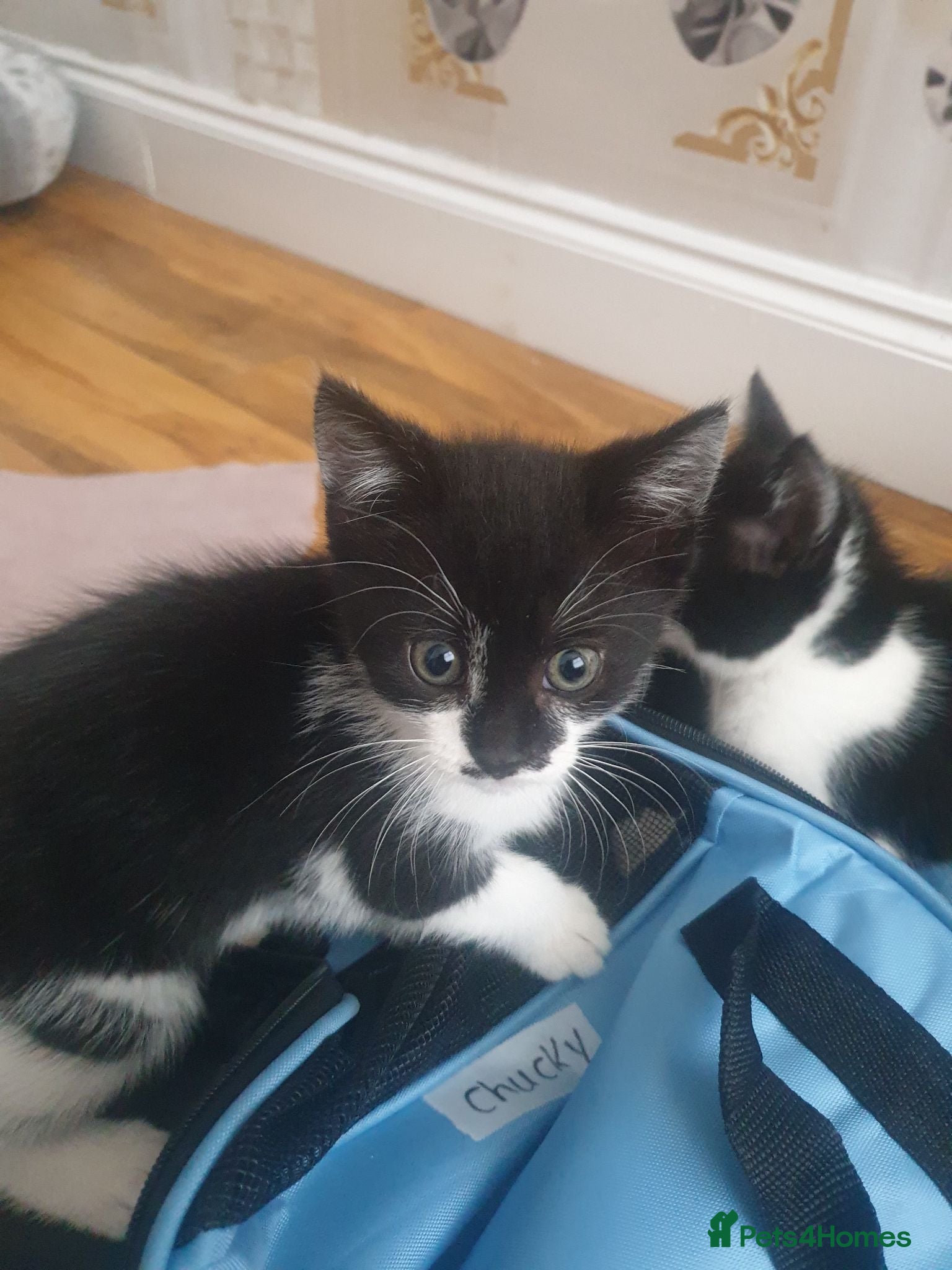 Mixed Breed cats 8 weeks kittens  - Advert 1