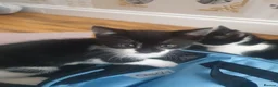 Mixed Breed cats for sale: 8 weeks kittens  in Liverpool - Advert 1