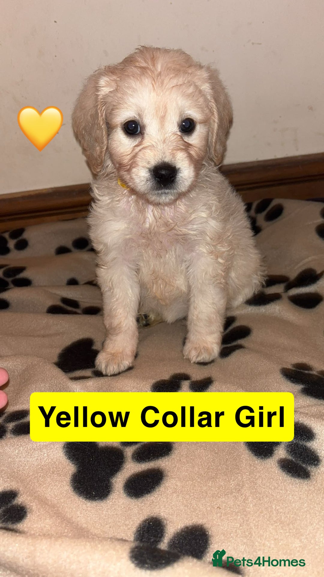 Mini Goldendoodle dogs for sale: 10 beautiful Miniature F1 GoldenDoodle puppies - Advert 7