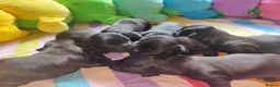 Skye Terrier dogs for sale: Skye Terrier - Advert 3
