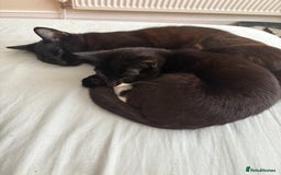 Mixed Breed cats for sale: Tinkerbell and storm - Image 4