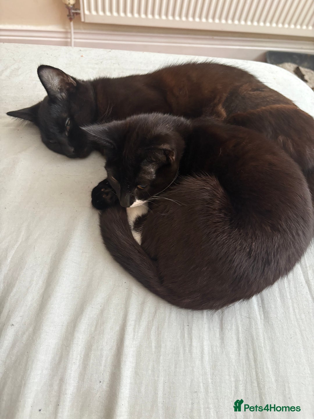 Mixed Breed cats for sale: Tinkerbell and storm - Image 4