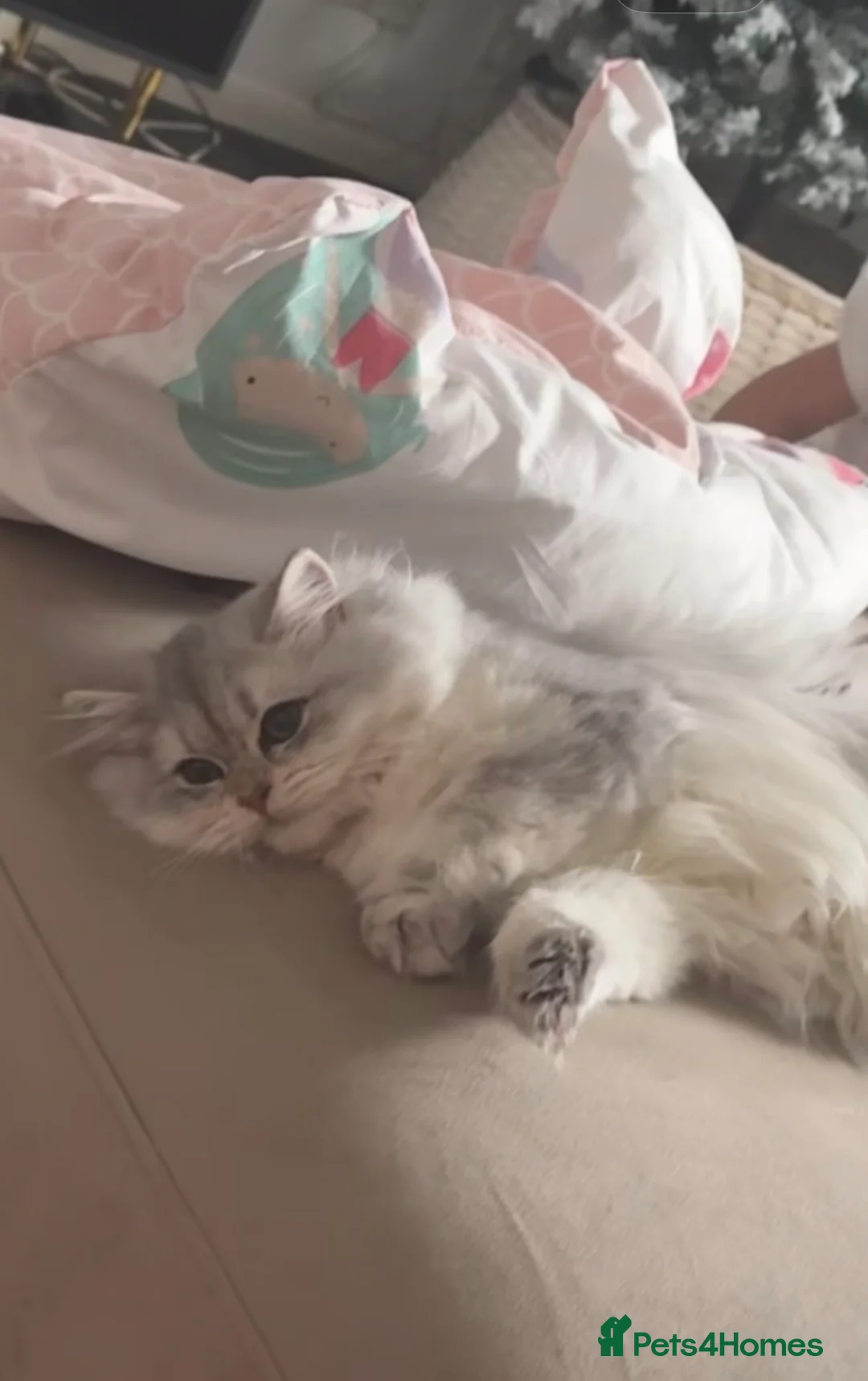 British Longhair cats for sale: 2 sisters cats  - Advert 3