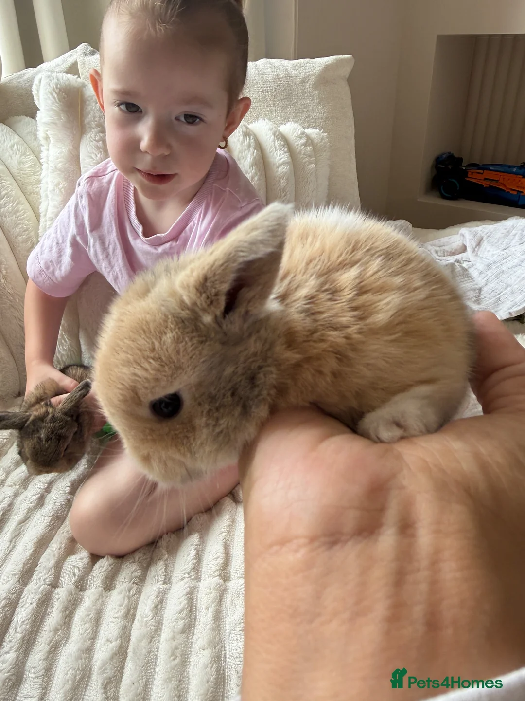 Mini Lop rabbits for sale: 2 mini lop babies - Advert 2