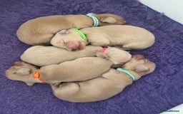 Miniature Dachshund dogs for sale: KC reg Miniature English cream dachshund girl  - Image 7