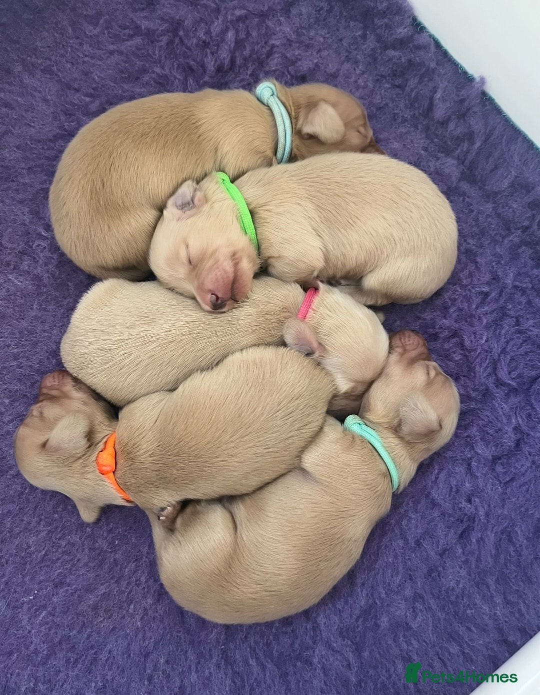 Miniature Dachshund dogs for sale: KC reg Miniature English cream dachshund girl  - Image 7