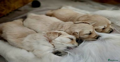 Mini Goldendoodle dogs - Advert 14