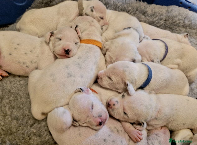 Dalmatian dogs - Advert 9