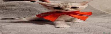 British Shorthair Kitten 2