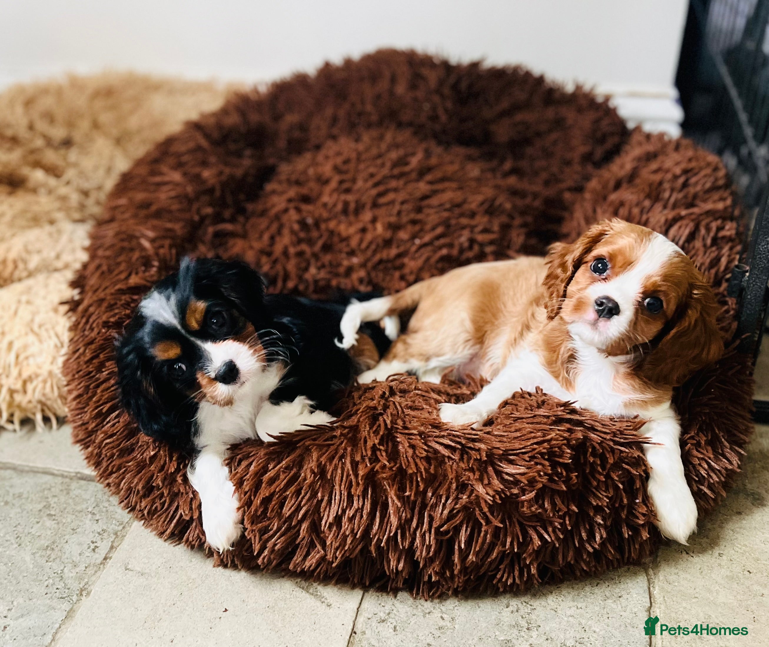 Cavalier King Charles Spaniel dogs Blenheim boy Health Tested parents&grandparents. - Advert 7