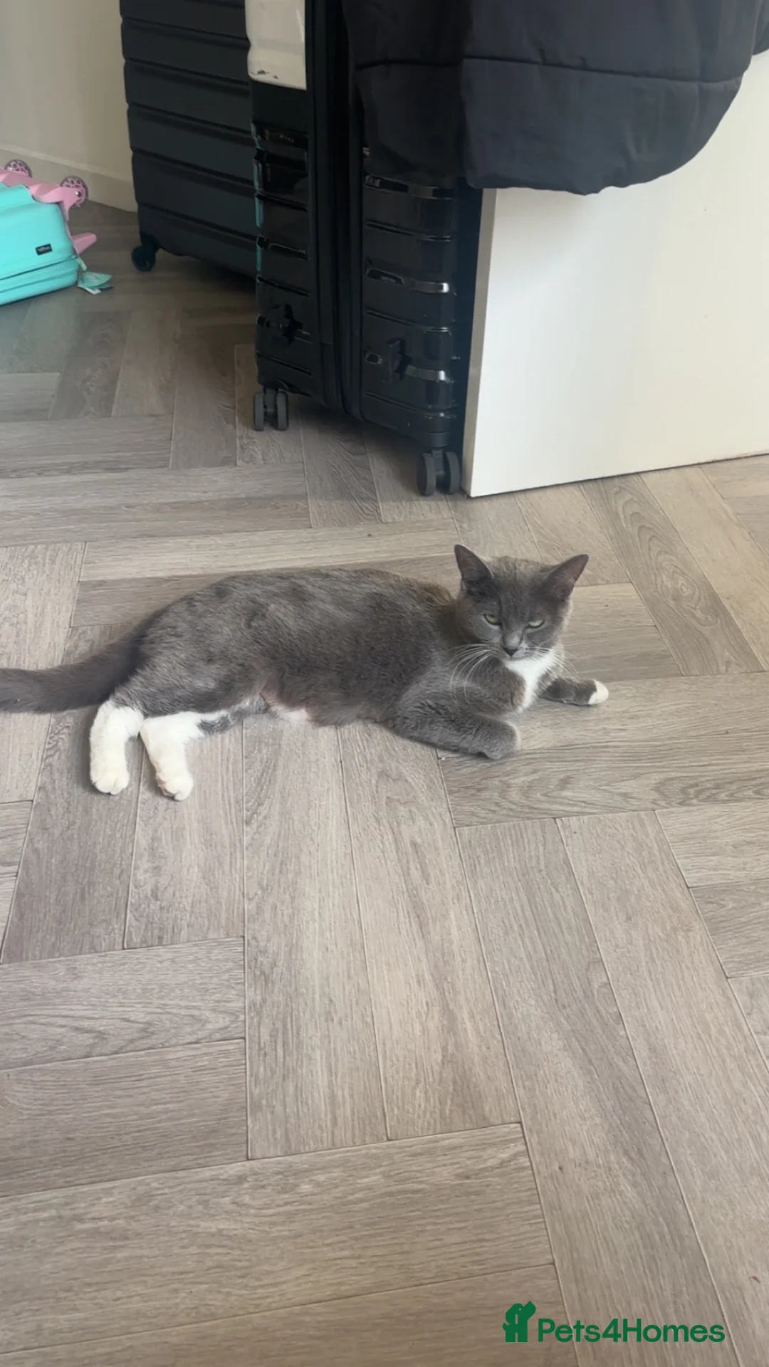Mixed Breed cats for sale: Ragdoll/british short hair - Advert 1