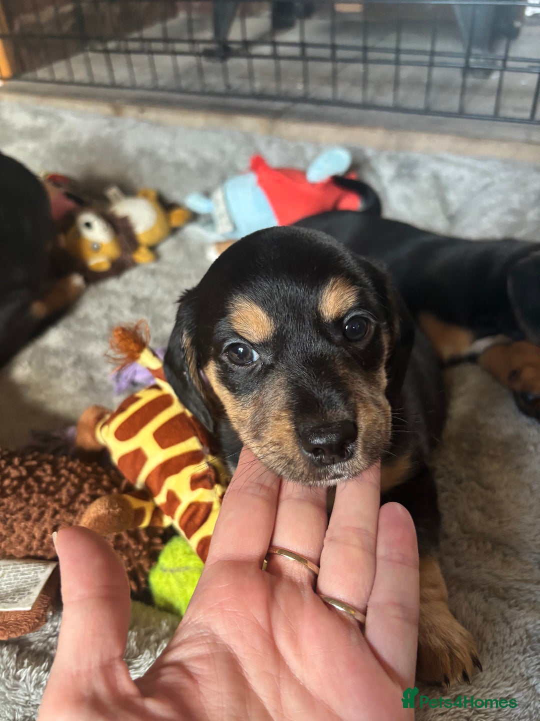 Mixed Breed dogs for sale: Jug and miniature dachshund mix pups - Image 3