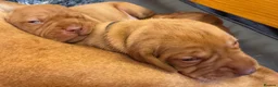 Hungarian Vizsla dogs for sale: Litter of stunning Vizslas - Advert 13