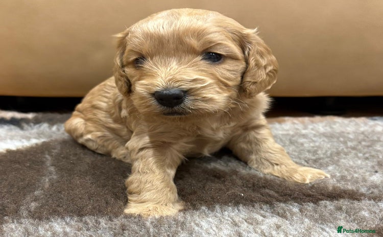 Cockapoo dogs - Advert 1