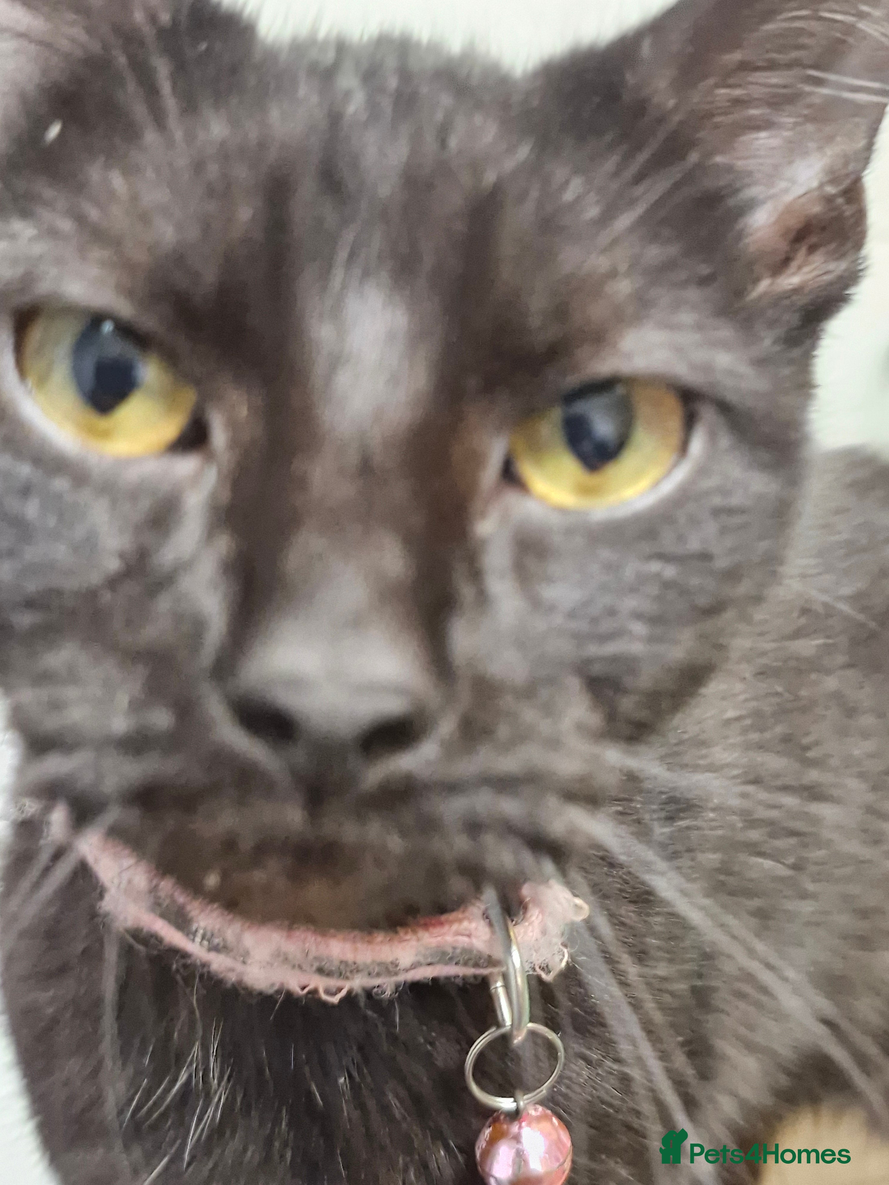 Mixed Breed cats Female cat 18 months old Free to good home. - Advert 1