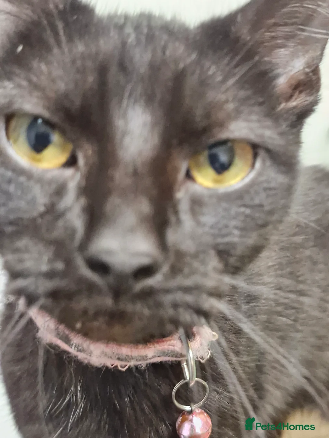 Mixed Breed cats for sale: Female cat 18 months old Free to good home. - Advert 1