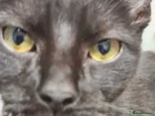 Mixed Breed cats Female cat 18 months old Free to good home. - Advert 2