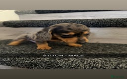 Dachshund dogs for sale: Dachshunds 4x Male 3x Female - Image 2