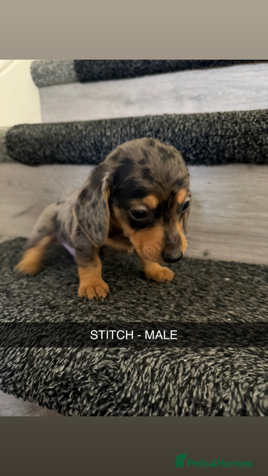 Dachshund dogs for sale: Dachshunds 4x Male 3x Female - Image 2