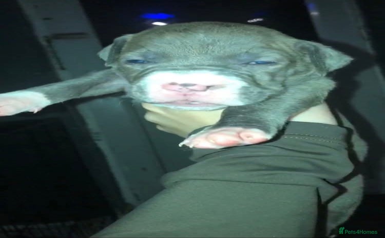 Alapaha Blue Blood Bulldog dogs - Advert 1