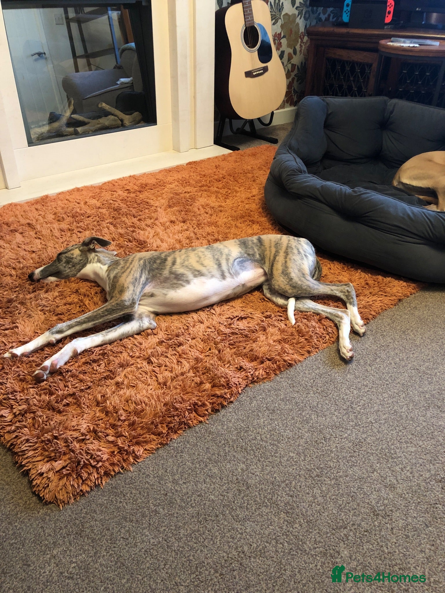Whippet dogs Whippet bitch 7 months old  - Advert 2
