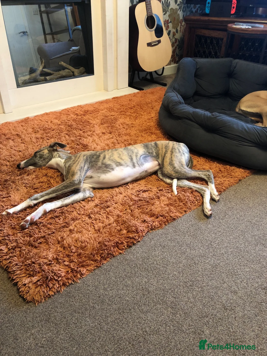 Whippet dogs for sale: Whippet bitch 7 months old  - Advert 2