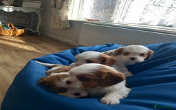 Cavalier King Charles Spaniel dogs for sale: 4 beautiful king charles boys  - Image 7