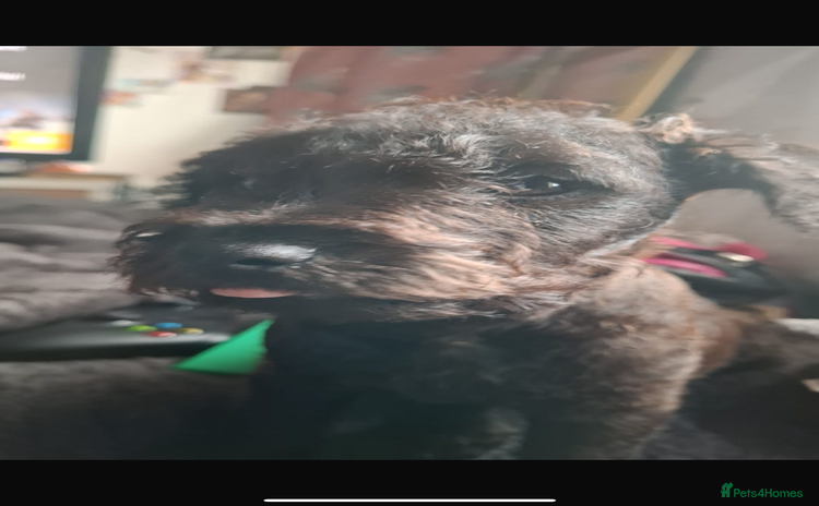 Patterdale Terrier dogs - Advert 9