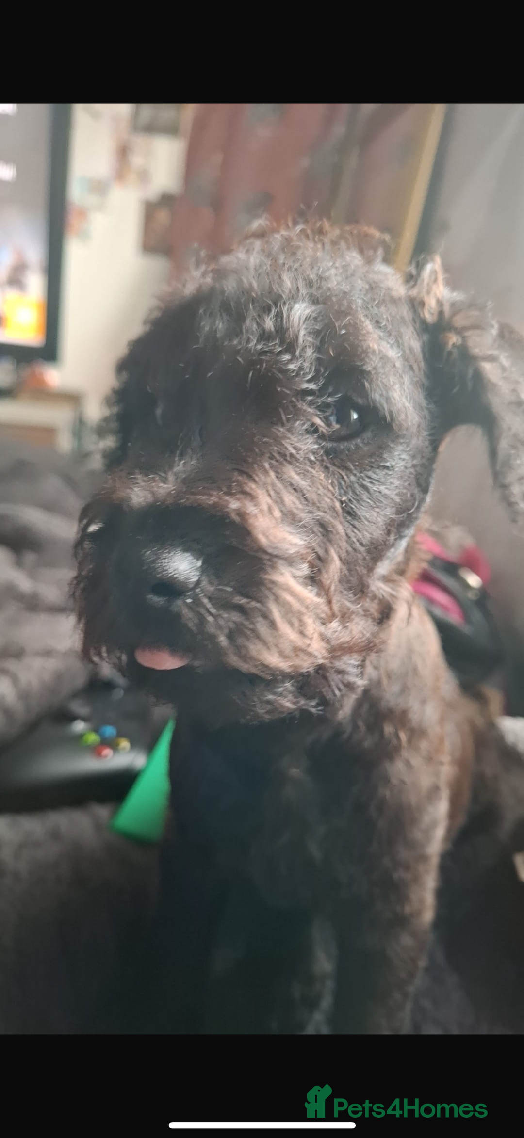 Patterdale Terrier dogs for sale: Patterdale for sale  - Image 1