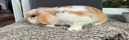 Mini Lion Lop rabbits for sale: Gorgeous Mini lion lop proven male  - Advert 3