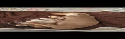 Miniature Dachshund dogs for stud: Minature dachshund dapple studd - Advert 8