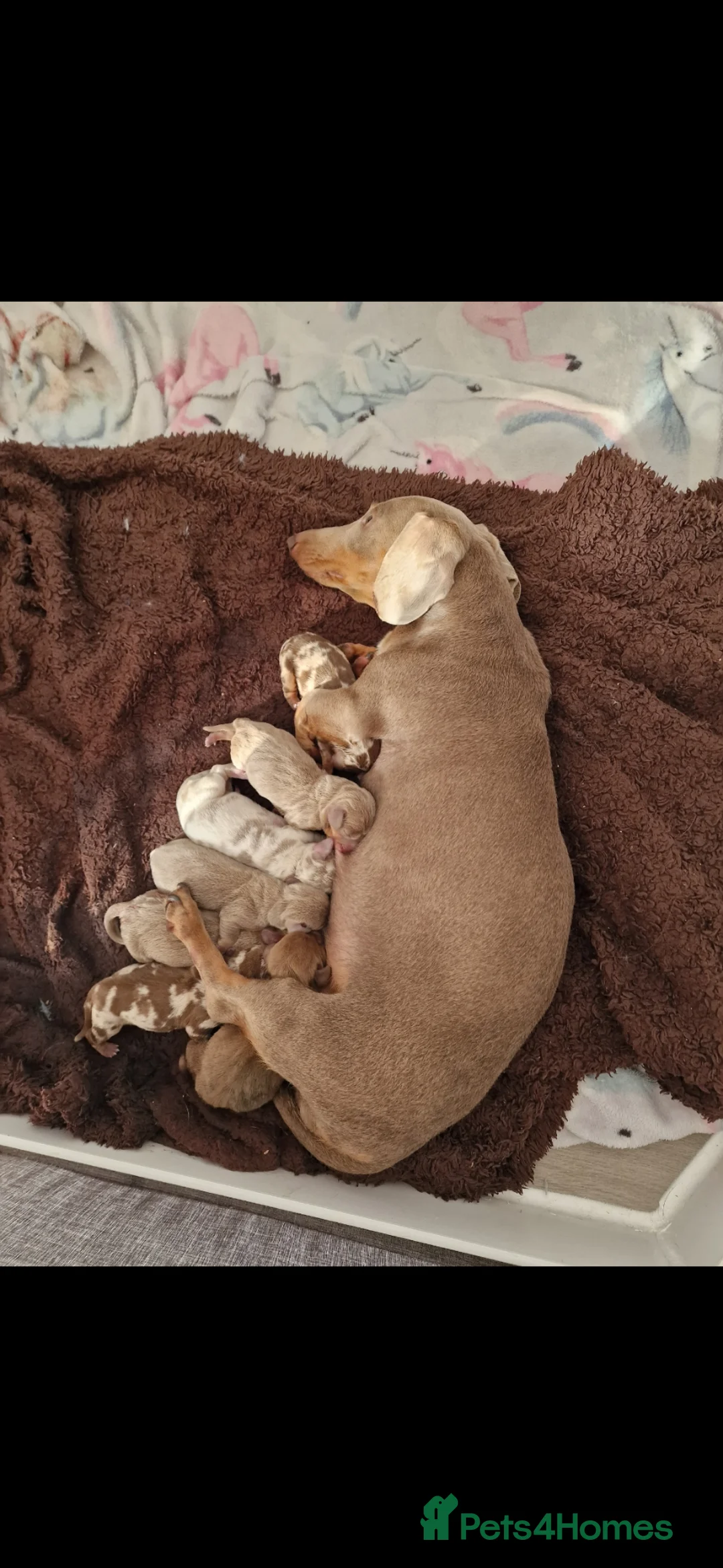 Miniature Dachshund dogs for stud: Minature dachshund dapple studd - Advert 8