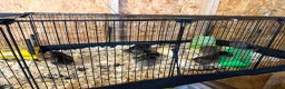 Chickens poultry for sale: Day old chicks (mixed breeds)  - Advert 2