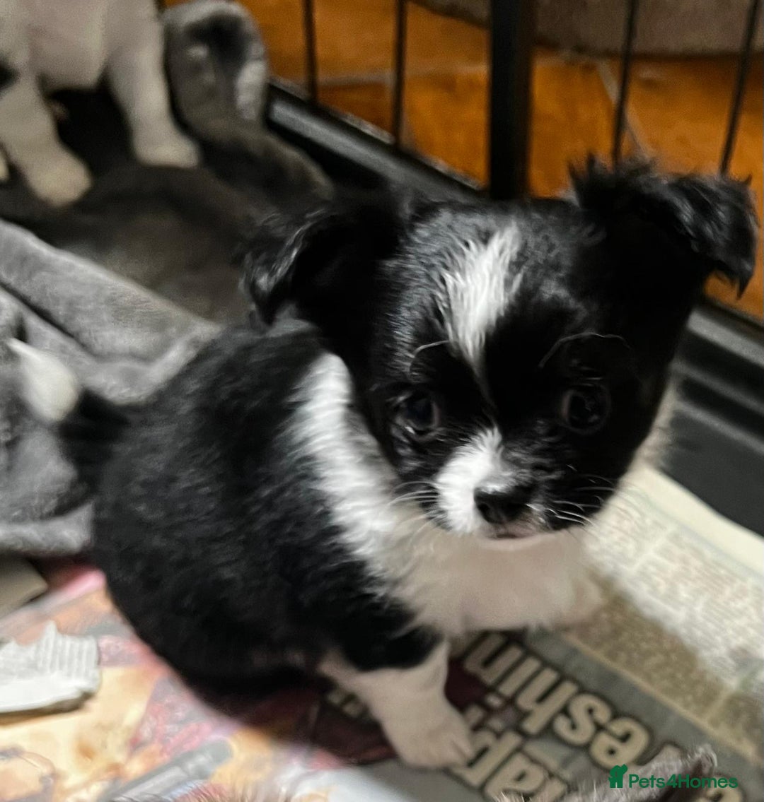 Chihuahua dogs for sale: 3 Long Coat Parti Boys - Image 5