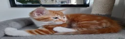 Mixed Breed cats for sale: Kittens Looking for Loving Homes 🏡  - Advert 9
