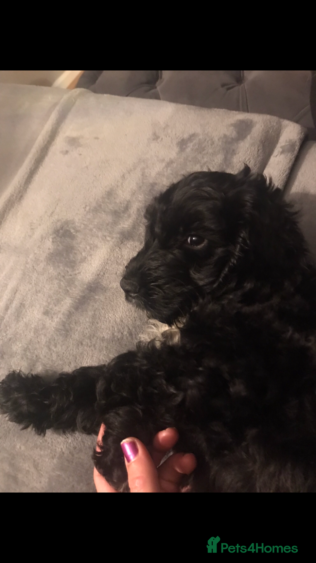 Cockapoo dogs for sale: Cockapoo - Advert 3